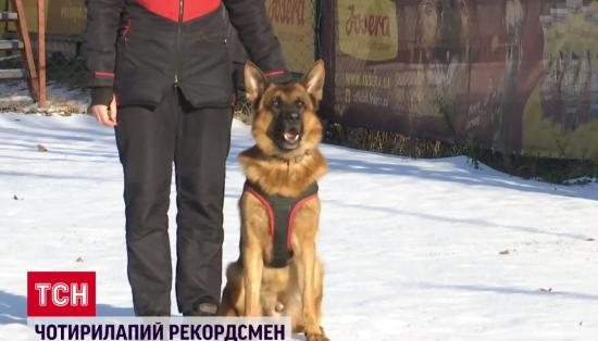 Найтитулованіший в Україні: пес Карбон потрапив до національного реєстру рекордів