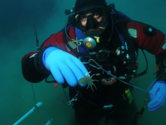 Українські вчені відкрили новий вид п'явок – фото