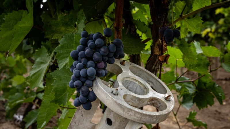 Війна і вино: боротьба та успіхи українського виноробства