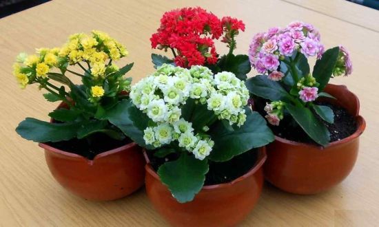 Що зробити, щоб каланхое зацвіло в домашніх умовах: правила догляду та невелика хитрість