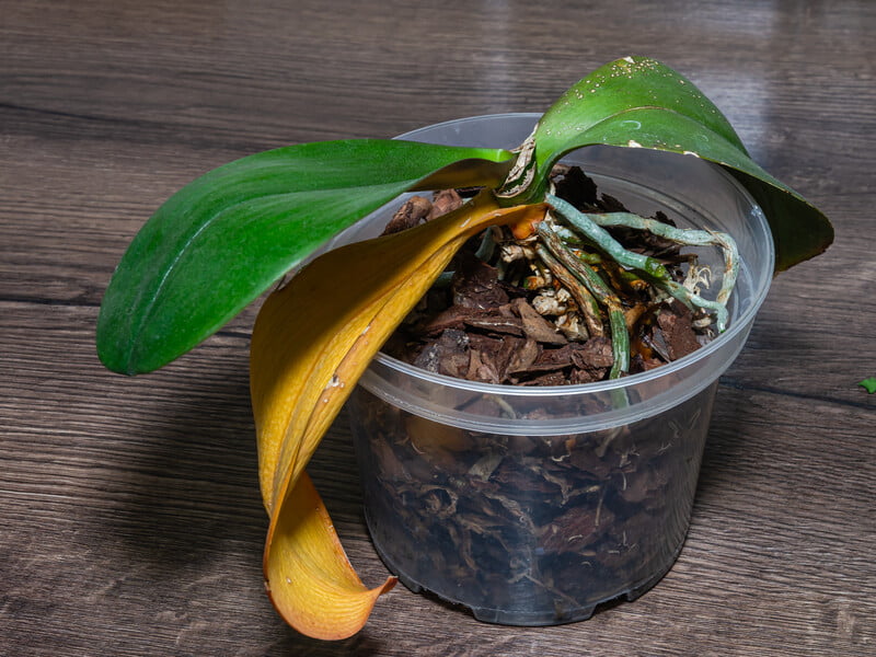 Розбризкайте це на листя – і орхідея знову оживе. Експерти розповіли про ефективне органічне підживлення, багате на вітаміни й мінерали