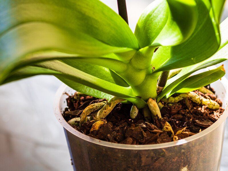 Поливайте цим орхідею раз на два тижні – і вона почне цвісти. Експерти розповіли, як приготувати добриво з яєчної шкаралупи Поливайте цим орхідею раз на два тижні – і вона почне цвісти. Експерти розповіли, як приготувати добриво з яєчної шкаралупи