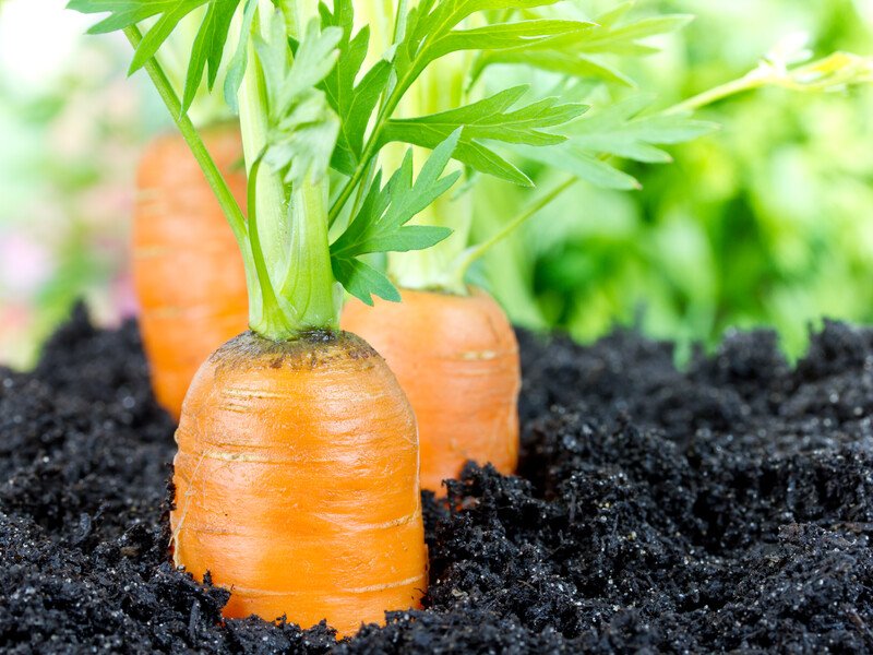 Додайте це під час посіву до насіння – і зберете щедрий урожай. Експерти розповіли, як виростити солодку та велику моркву