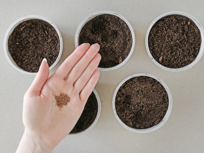 Яке насіння потрібно висадити у грудні. Поради експертів Яке насіння потрібно висадити у грудні. Поради експертів