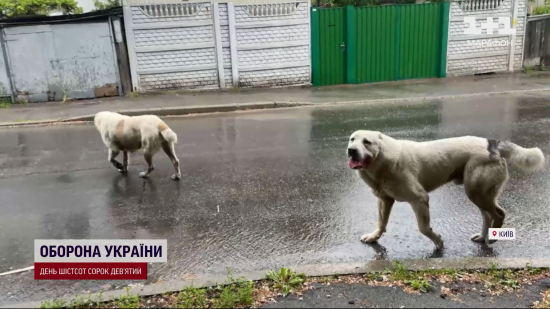 У Києві алабаї ексрегіонала нападають та загризають собак: історія отримала несподіване продовження
