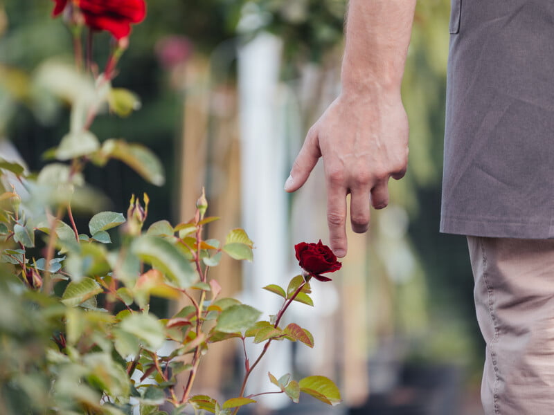 Зробіть це відразу після закінчення зими – і троянди потішать раннім цвітінням. Експерти розповіли, як за допомогою горілки стимулювати ріст кущів Зробіть це відразу після закінчення зими – і троянди потішать раннім цвітінням. Експерти розповіли, як за допомогою горілки стимулювати ріст кущів