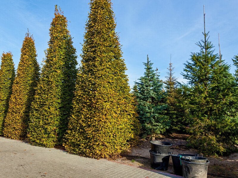 Як доглядати за хвойними рослинами взимку Як доглядати за хвойними рослинами взимку