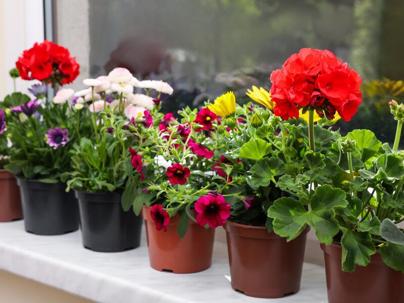 Залийте це водою – і отримаєте ефективне добриво "на мільйон". Експерти розповіли, як приготувати підживлення, "не витративши жодної копійки" Залийте це водою – і отримаєте ефективне добриво "на мільйон". Експерти розповіли, як приготувати підживлення, "не витративши жодної копійки"