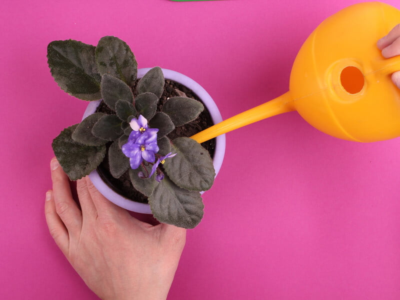 Як зрозуміти, що фіалці бракує поливу. Три ознаки