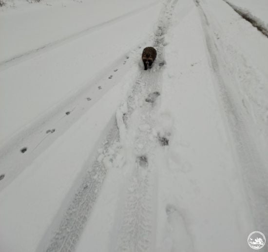 У Чорнобильському заповіднику помітили звіра, неприродного для цієї місцевості: фото У Чорнобильському заповіднику помітили звіра, неприродного для цієї місцевості: фото
