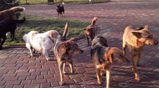 В Маріуполі безпритульні тварини масово нападають на місцевих мешканців (відео)