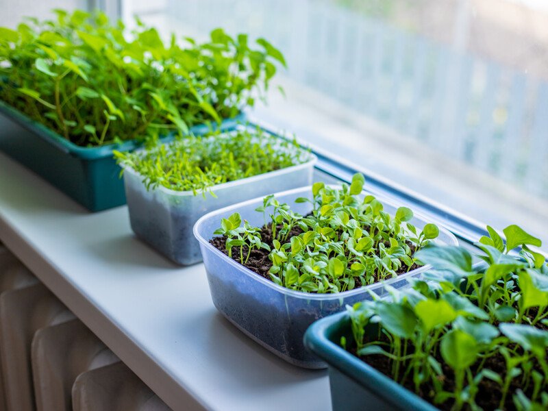 Якщо розсада різко витяглася, терміново переставте її в це місце. Експерти розповіли, як ефективно проростити насіння на розсаду Якщо розсада різко витяглася, терміново переставте її в це місце. Експерти розповіли, як ефективно проростити насіння на розсаду