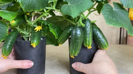Як виростити огірки на підвіконні: через місяць вже отримаєте щедрий урожай