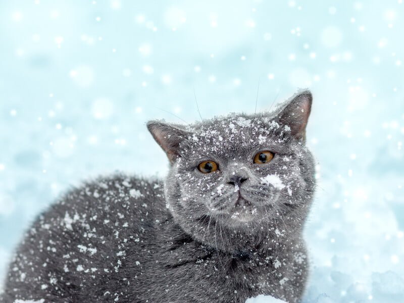 Як допомогти безпритульним тваринам, щоб вони не загинули взимку від голоду чи холоду. П'ять порад, які врятують життя