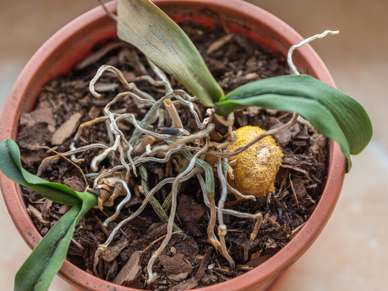 Залийте це теплою водою – і орхідея почне активно рости і цвісти. Експерти розповіли про підживлення, багате на корисні бактерії та фосфор