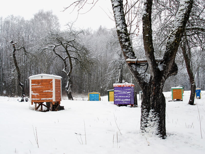 Не робіть цього взимку із плодовими деревами. Садівники озповіли про розповсюджену помилку Не робіть цього взимку із плодовими деревами. Садівники озповіли про розповсюджену помилку