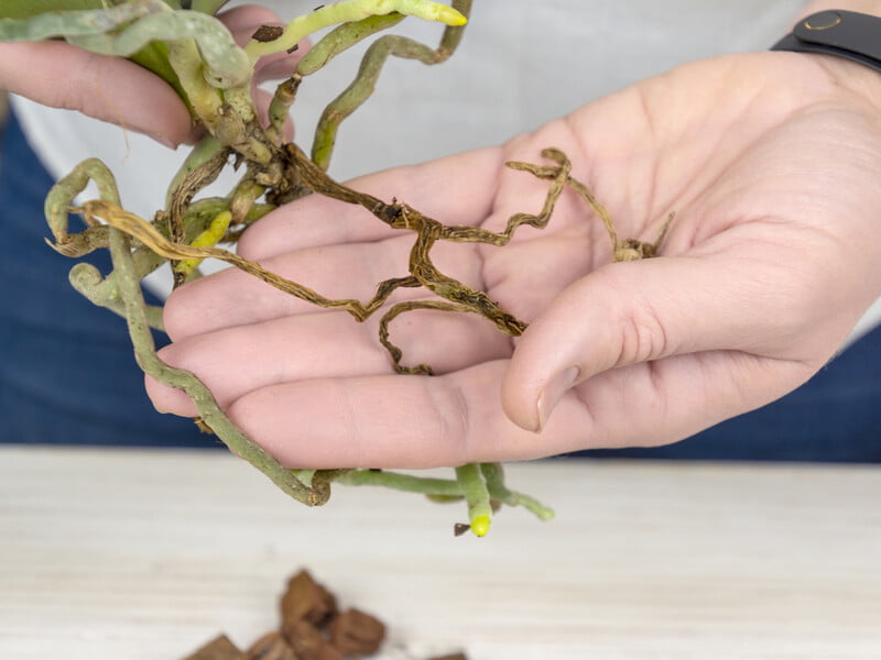 "Забирають усю силу". Блогерка показала, що потрібно зробити з орхідеєю, якщо її коріння не росте