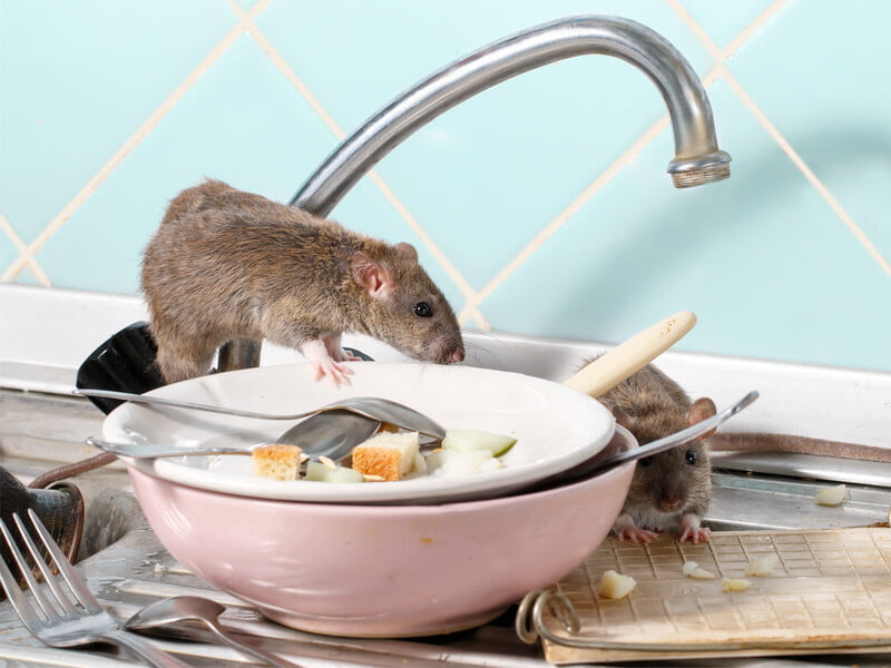 Розкладіть це в будинку, і миші обминуть його. Експерти розповіли, як відлякати шкідників від житла за допомогою двох простих запахів