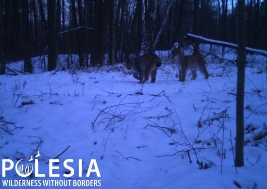 У Чорнобилі до фотопастки потрапили хижаки, які люблять самотність і залишають на снігу сліди без пазурів