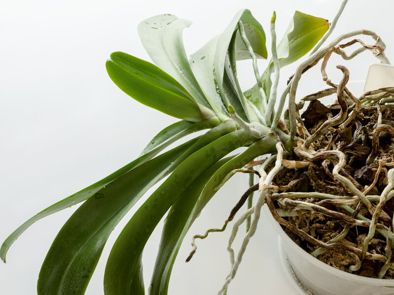 "Треба рятувати рослину!" Названо екстрені заходи в разі гниття коріння орхідеї