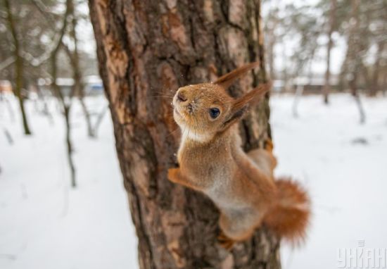 Прогноз погоди на 6 грудня: в Україні буде мороз та місцями опади