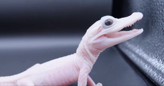 У світі вперше народився білий алігатор: який він має вигляд (відео)