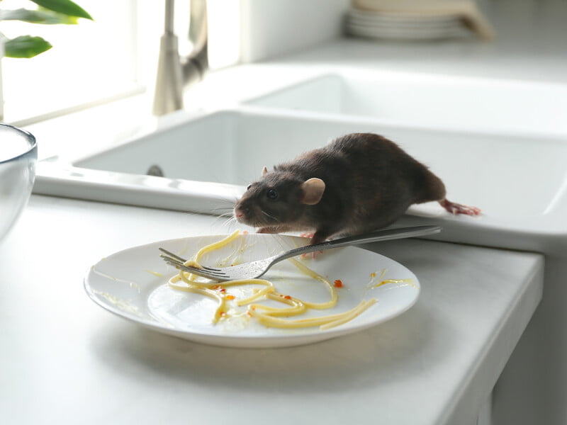 Змішайте це з вазеліном і залиште там, де помітили мишачі екскременти. Експерти розповіли, як відлякати щурів і мишей