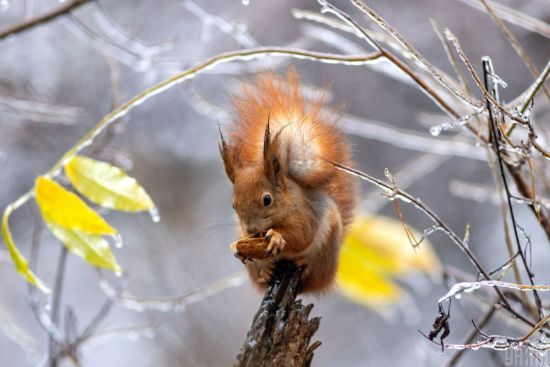 Якою в Україні буде погода 16 грудня: синоптики прогнозують ожеледицю