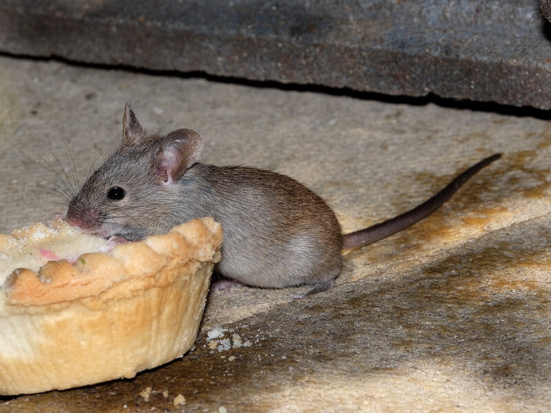 Залийте ці чотири прості інгредієнти оцтом – і миші обійдуть ваш дім стороною. Експерти розповіли, як захистити будинок від гризунів