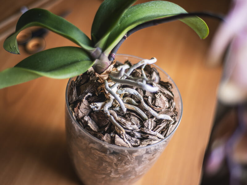 Брак вологи менш небезпечний, ніж рясний полив. Експерти назвали п'ять головних причин, через які орхідея довго не цвіте Брак вологи менш небезпечний, ніж рясний полив. Експерти назвали п'ять головних причин, через які орхідея довго не цвіте