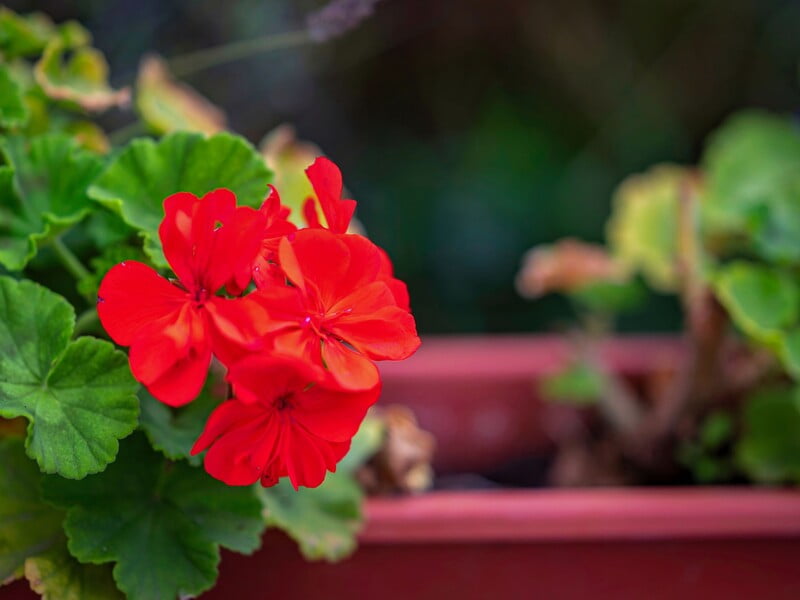 Не робіть цього, щоб рослина не згнила. Правила поливу герані взимку