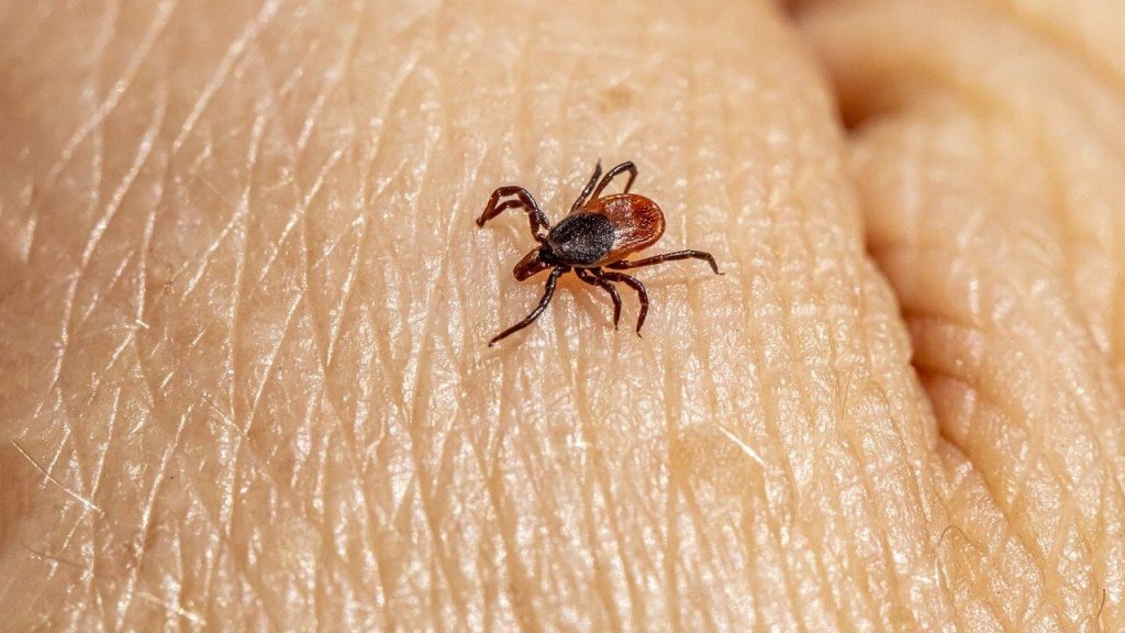 Труднощі із сечовипусканням: у ГУР повідомили, що окупанти масово хворіють на мишачу лихоманку