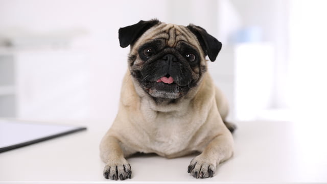 Зима для котів та собак. Як доглядати за домашніми улюбленцями в холодну пору