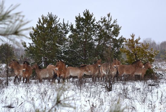 Як дикі коні Пржевальського під Чорнобилем ховаються від вітру за стіною із сосен: фото
