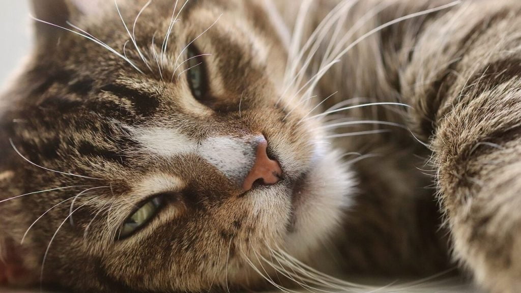 Вчені припустили, що наявність вдома кота вдвічі збільшує ризик розвитку изофренії