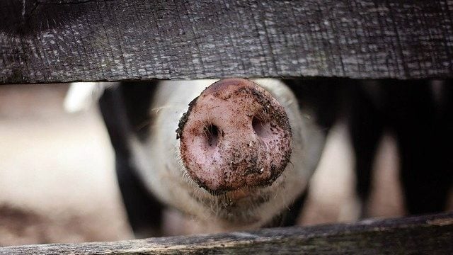 Велику кісту в печінці спровокував паразит: на Волині врятували 50-річну жінку Велику кісту в печінці спровокував паразит: на Волині врятували 50-річну жінку