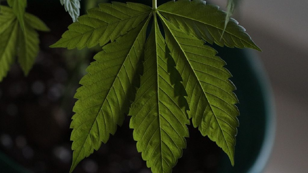 На тлі посилення контролю: в Японії схвалено законопроєкт про легалізацію марихуани На тлі посилення контролю: в Японії схвалено законопроєкт про легалізацію марихуани