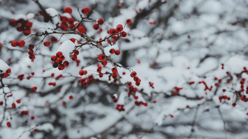Голодна кутя: коли другий Святий вечір 2024 і його традиції