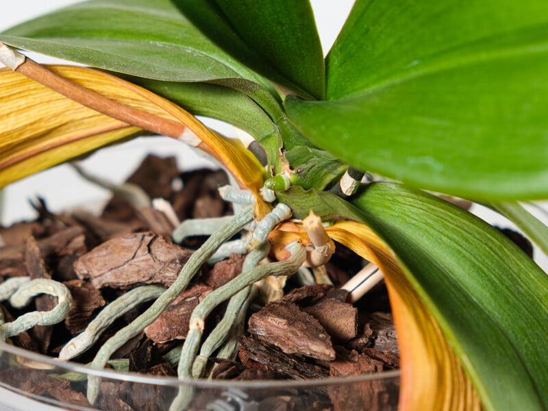 Залийте це окропом – і орхідея швидко оживе й відновиться. Рецепт органічного добрива з того, що зазвичай викидають у сміття