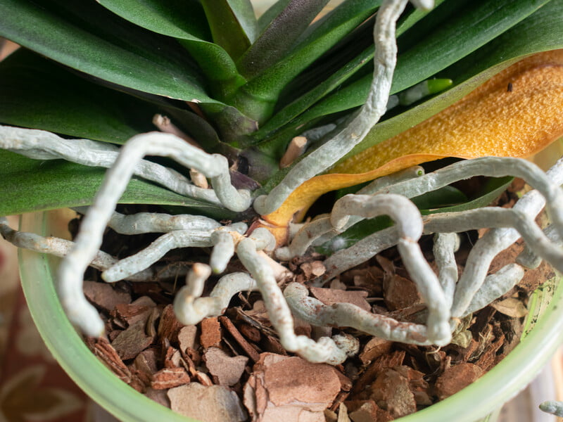 Полийте цим орхідею – і будете здивовані ефективністю. Рецепт органічного підживлення, яке захистить рослину від хвороб і зміцнить коріння