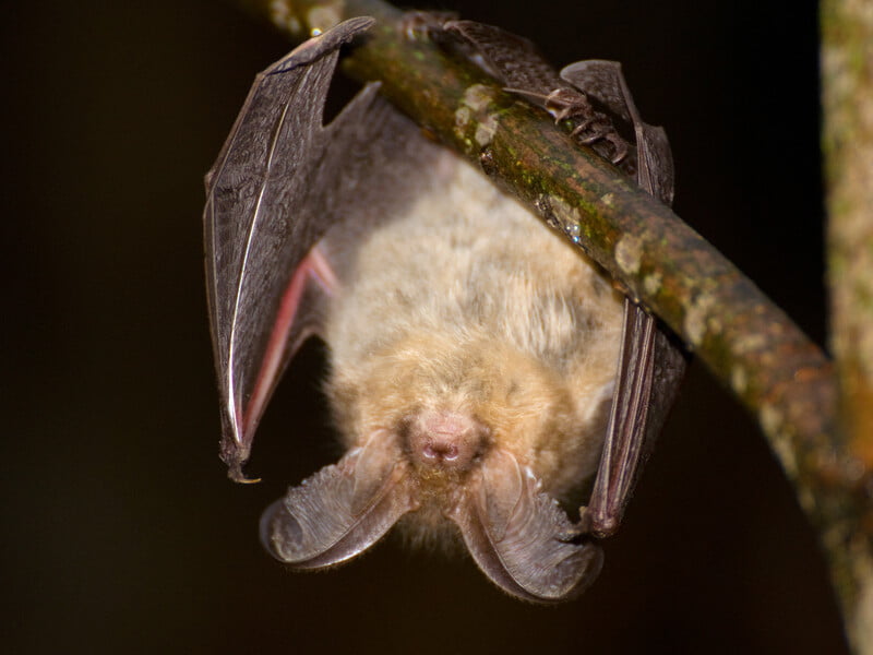 Що робити, якщо виявили вдома кажанів. Зоозахисники розповіли, куди потрібно телефонувати і як діяти