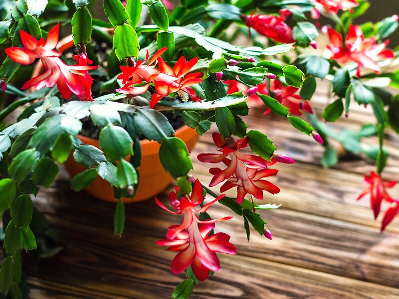 Не робіть цього під час формування бутонів, інакше про цвітіння можна буде забути. Як вирощувати різдвяник, щоб він зацвів Не робіть цього під час формування бутонів, інакше про цвітіння можна буде забути. Як вирощувати різдвяник, щоб він зацвів