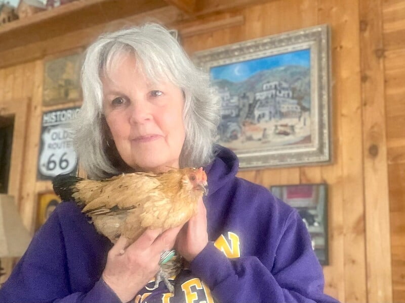 У США померла найстаріша курка на планеті