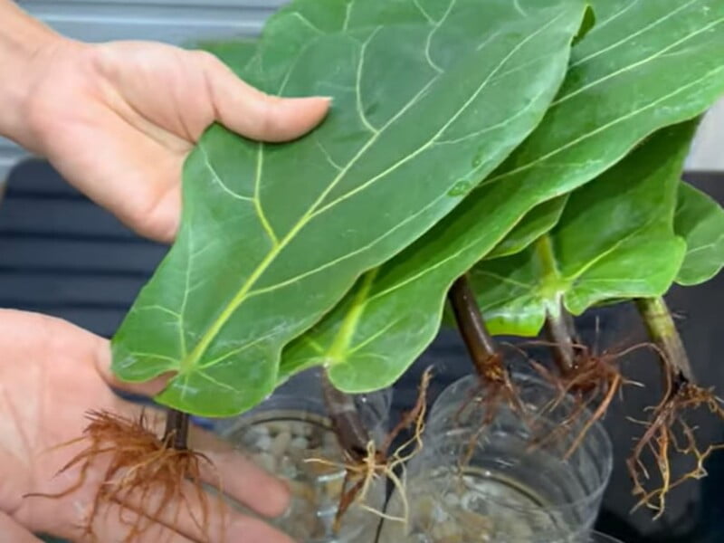 Покладіть це на дно ємності й відросток швидко пустить коріння. Експерти розповіли, як розмножувати кімнатні квіти з листя