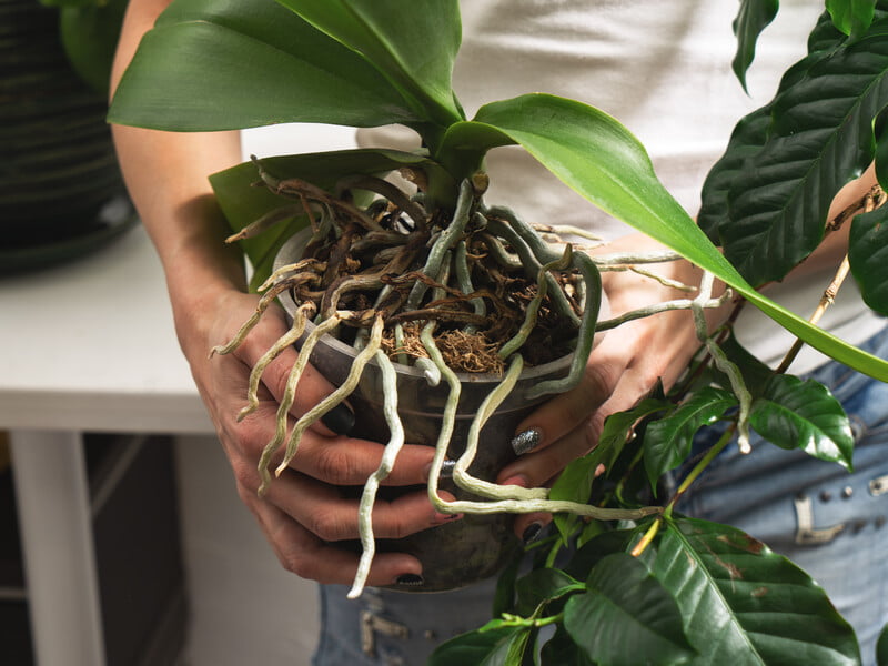 Додайте це у воду – і в орхідеї з'являться нові квітконоси. Рецепт добрива із двох натуральних інгредієнтів