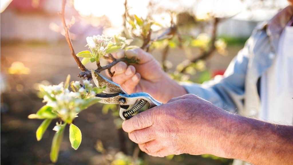Як правильно обрізати яблуні: час, інструменти та інструкція Як правильно обрізати яблуні: час, інструменти та інструкція