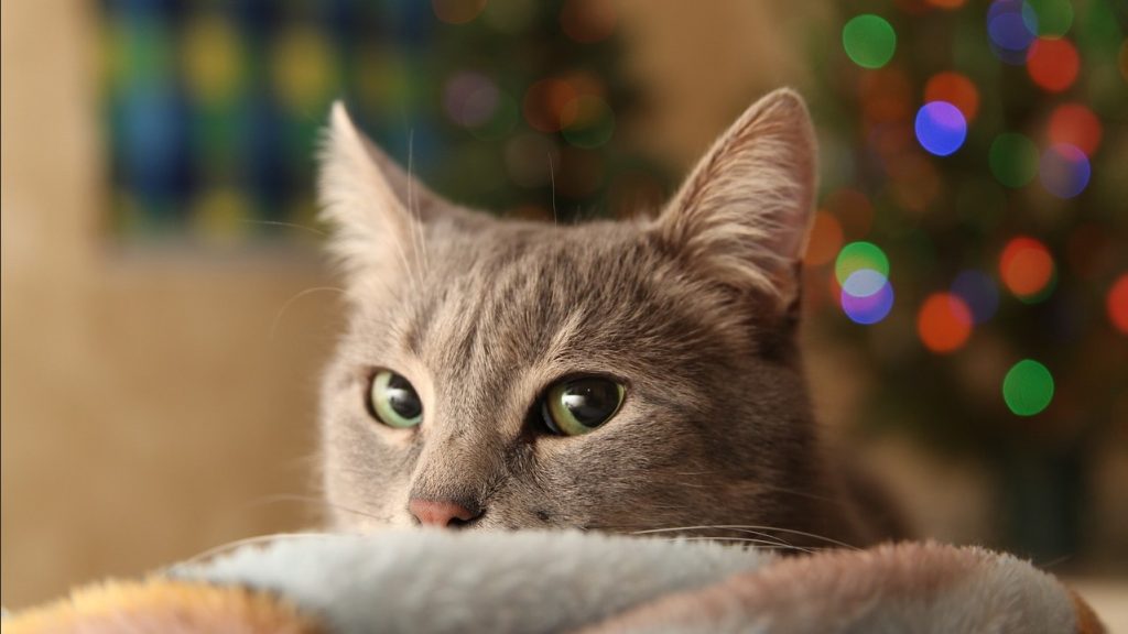 Що робити з ялинкою? Список місць у Києві, куди можна здати дерево після Нового року