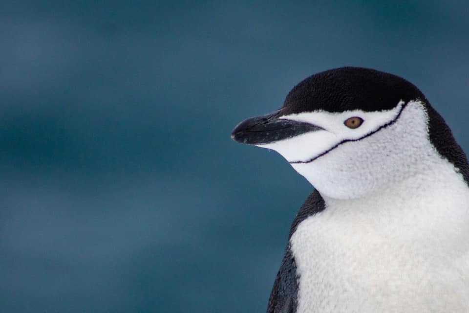 Чінстрапи та чінстрапенята: нове миле відео з антарктичної станції «Академік Вернадський»
