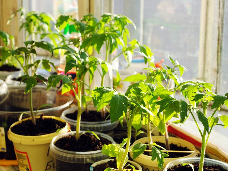 Посів насіння на розсаду. Це потрібно встигнути посадити вже в лютому