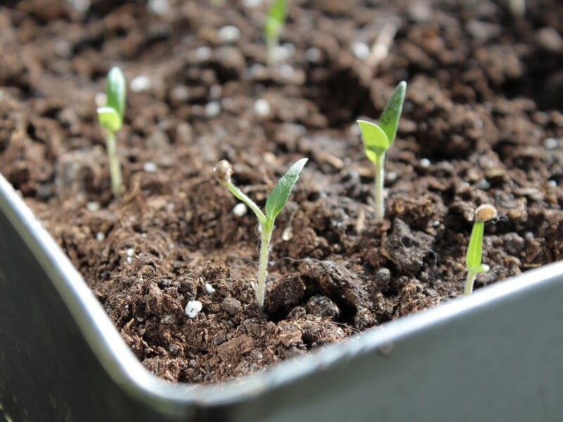 Як виростити розсаду помідорів до сходів